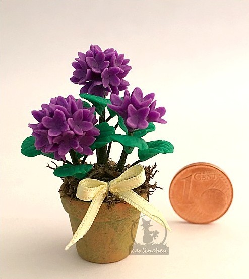 Hortensie im Topf