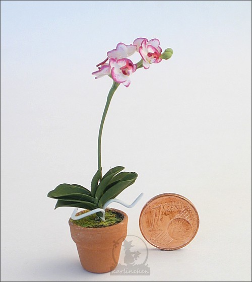 Orchidee, rosa im Topf